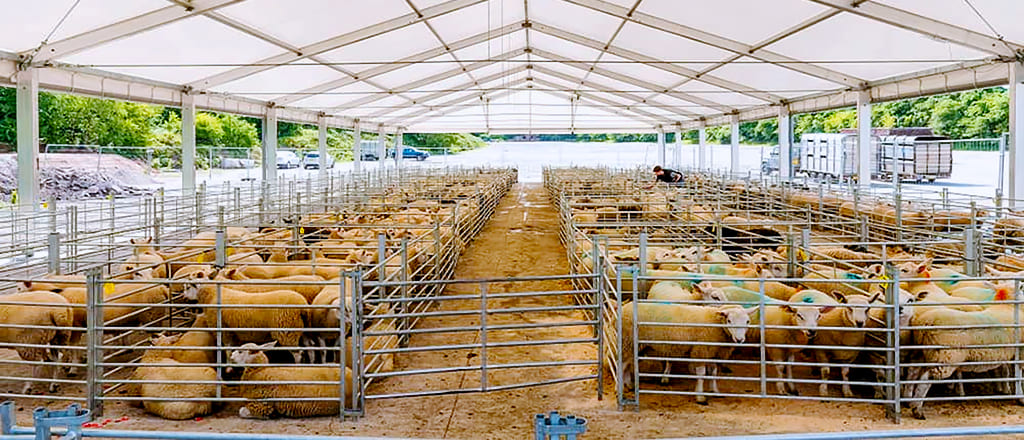 The use of an awning shelter in cattle breeding